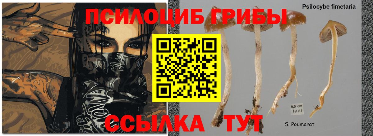 Галлюциногенные грибы прущие грибы  Вход с VPN  Михайловка  Псилоцибиновые грибы прущие грибы 